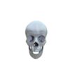 Crâne Humain Taille Réelle (Échelle 1:1) – Modèle Anatomique de Haute Précision