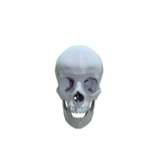 Crâne Humain Taille Réelle (Échelle 1:1) – Modèle Anatomique de Haute Précision