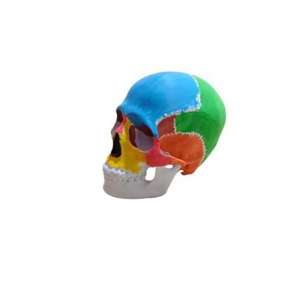 Crâne Didactique Coloré – Zones Anatomiques Identifiées petite taille