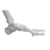Modèle Anatomique de Squelette de Pied et Cheville (Taille Réelle)
