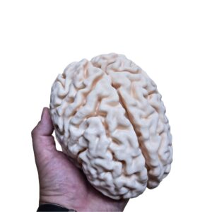 Cerveau Humain Anatomique (Scan Réel) – Réplique Haute Fidélité