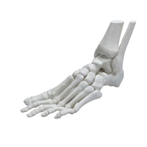 Modèle Anatomique de Squelette de Pied et Cheville (Taille Réelle)