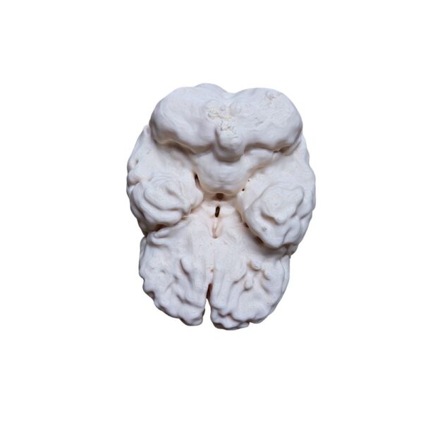 Cerveau Humain Anatomique (Scan Réel) – Réplique Haute Fidélité