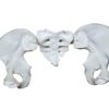 Bassin Humain (Pelvis) – Modèle Anatomique Complet