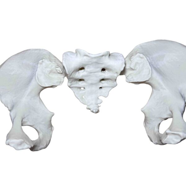Bassin Humain (Pelvis) – Modèle Anatomique Complet