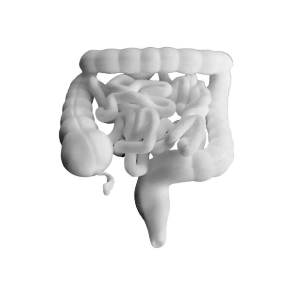 Modèle du Tractus Intestinal : Gros Intestin et Intestin Grêle