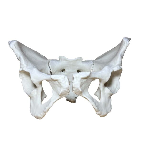 Bassin Humain (Pelvis) – Modèle Anatomique Complet